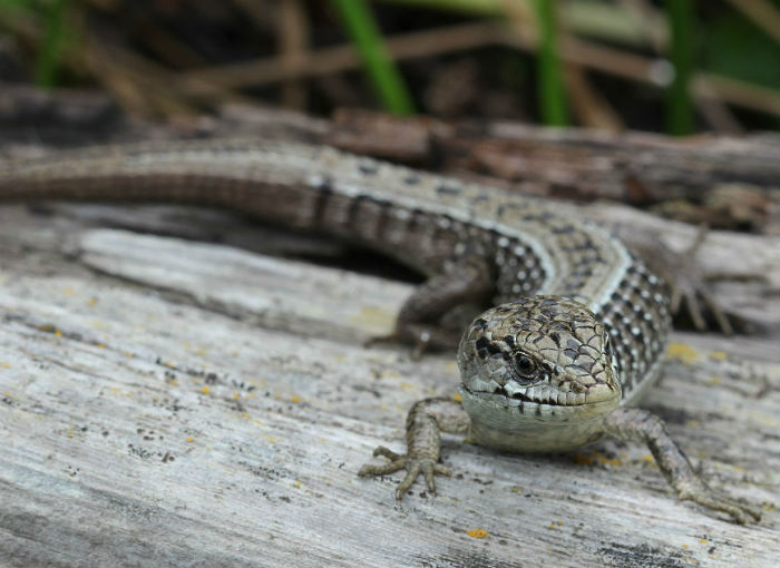 San Francisco Alligator Lizard